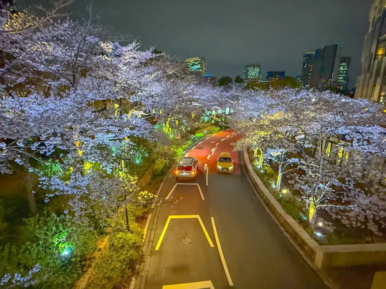 桜トンネルを上から見下ろす夜景