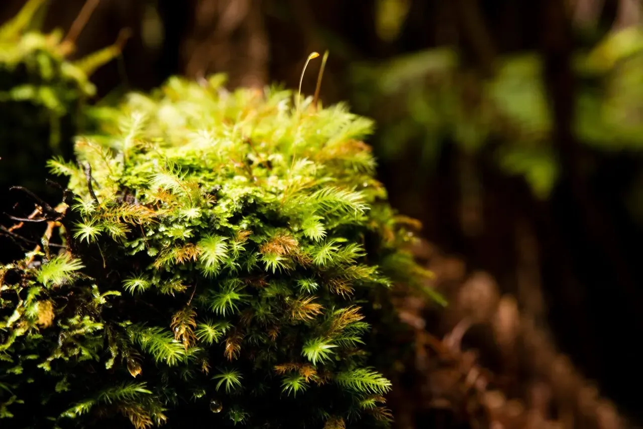 IRONMAN World Championship旅行記 (6/6)日目 – ハワイ島1周 - 画像66