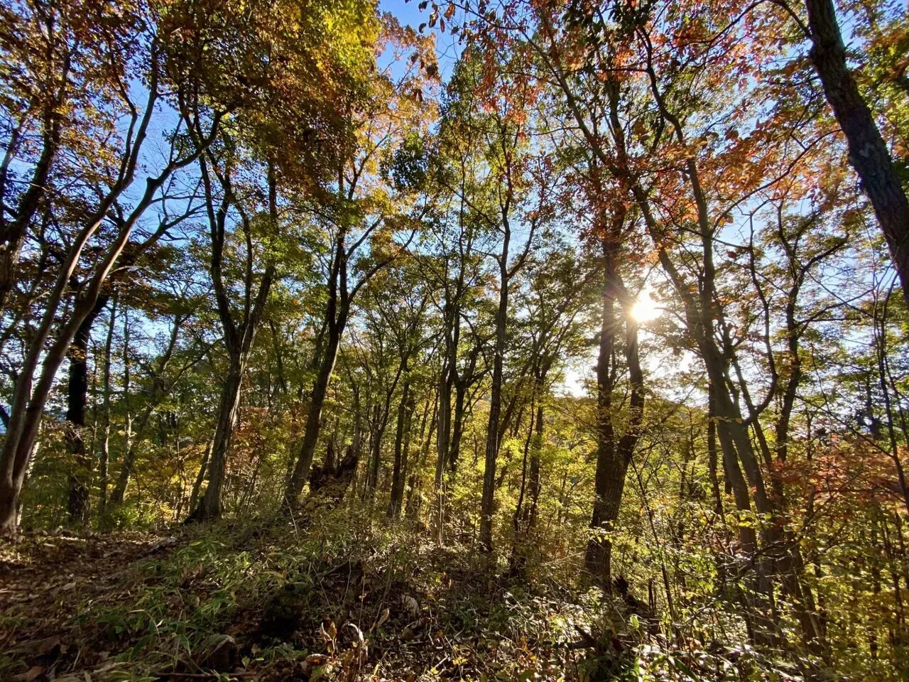 陣馬・高尾山トレランでAPRS運用 - 画像18