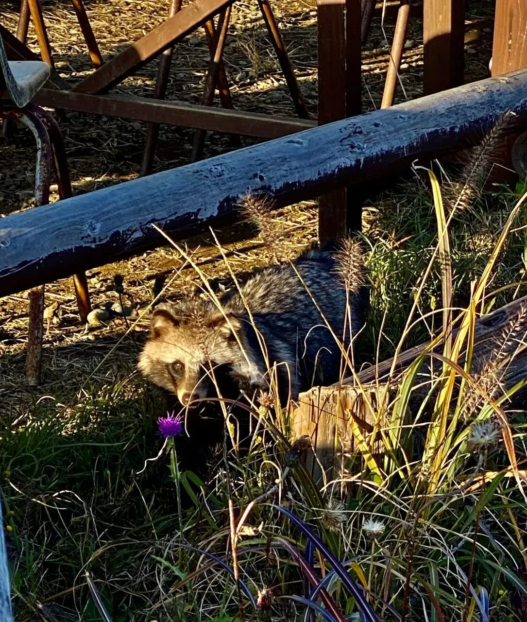 陣馬・高尾山トレランでAPRS運用 - 画像26