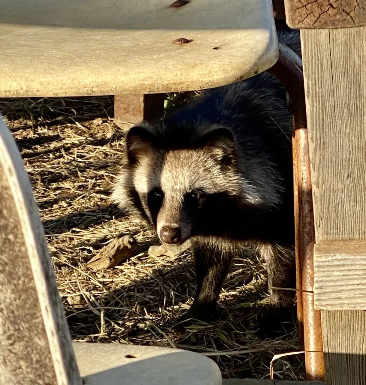 陣馬・高尾山トレランでAPRS運用 - 画像27