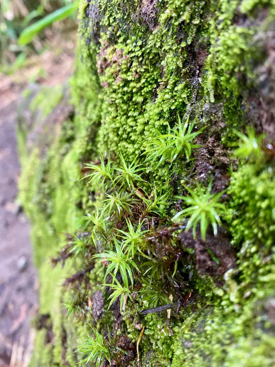 中の湯温泉 - 焼岳 - 西穂山荘 - 西穂高駅 トレラン - 画像5