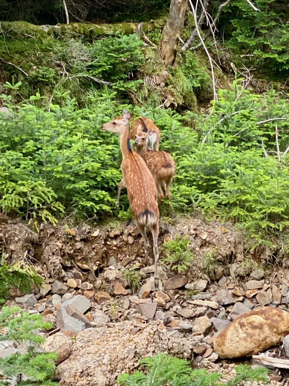八ヶ岳の南の方(硫黄岳、天狗岳、赤岳、横岳)をトレラン - 画像71