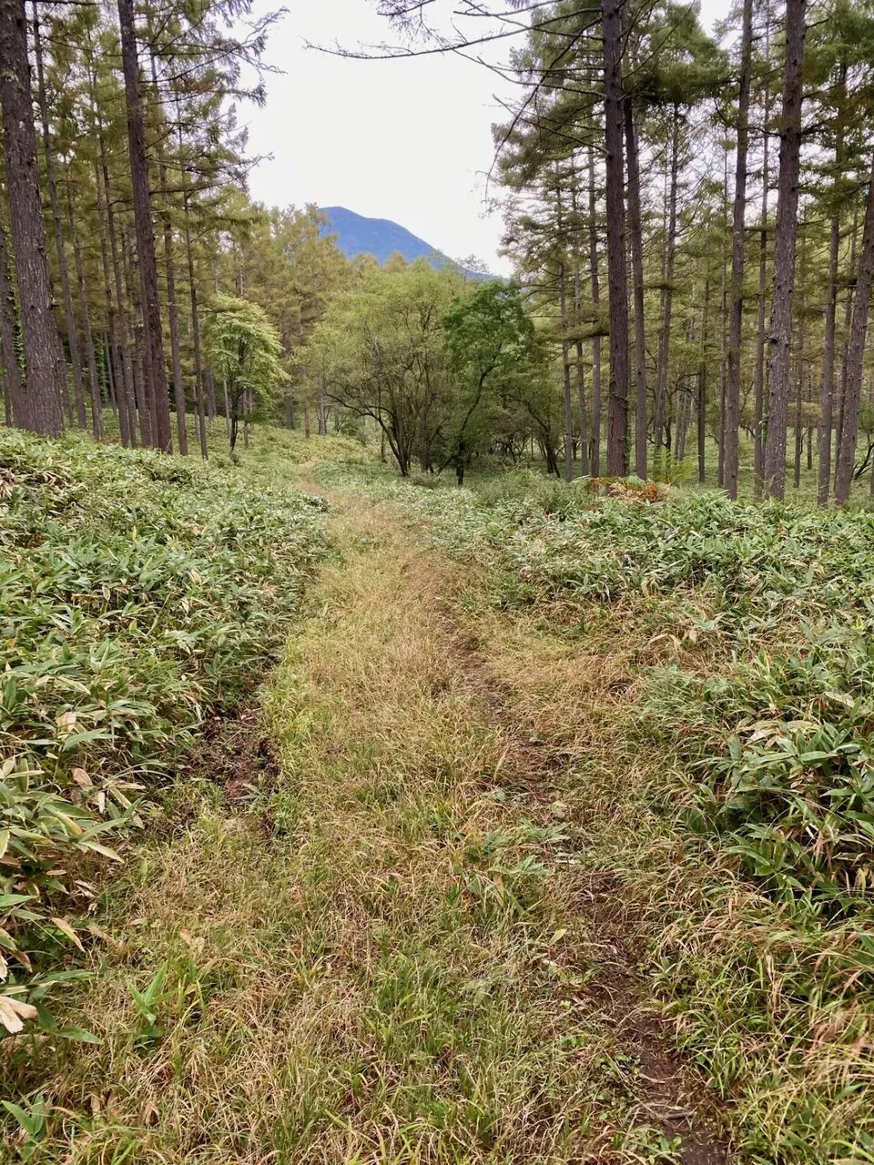 八ヶ岳の北の方(蓼科山、北横岳)をトレラン - 画像5
