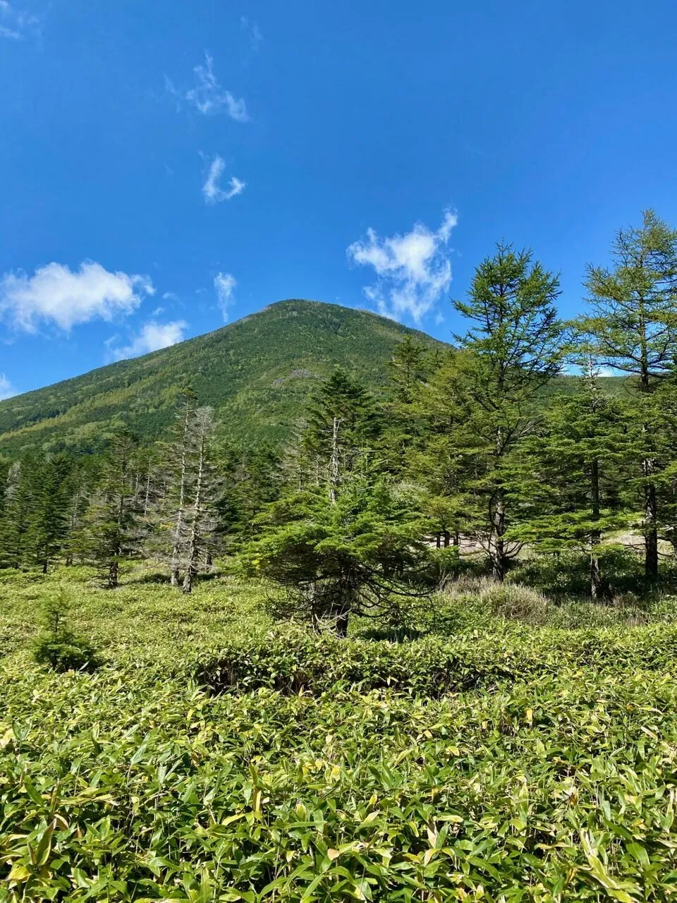 八ヶ岳の北の方(蓼科山、北横岳)をトレラン - 画像25