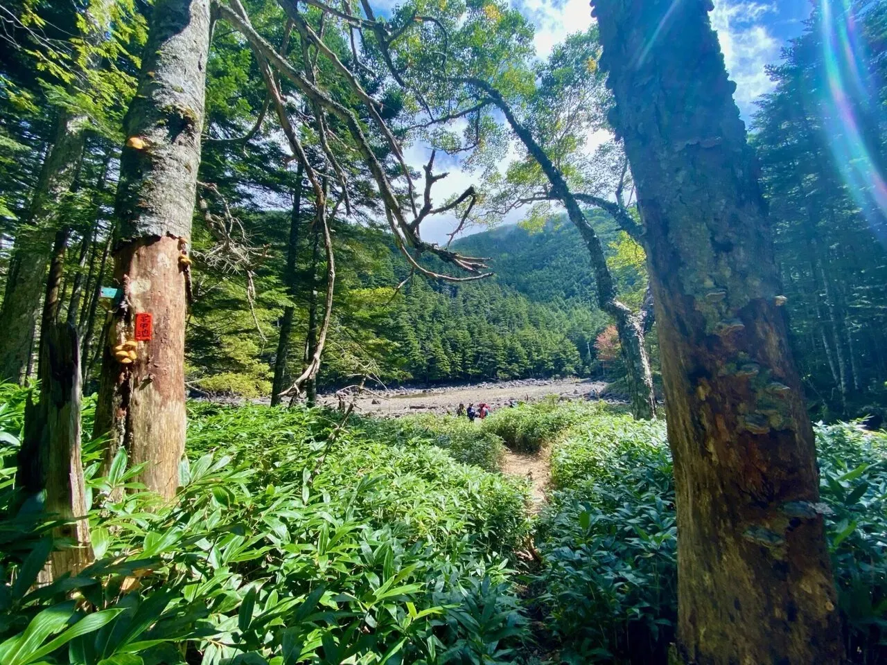 八ヶ岳の北の方(蓼科山、北横岳)をトレラン - 画像26