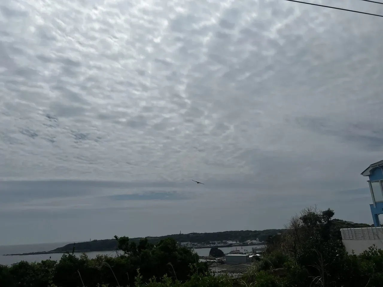 三崎港へマグロを食べに行くライド - 画像5