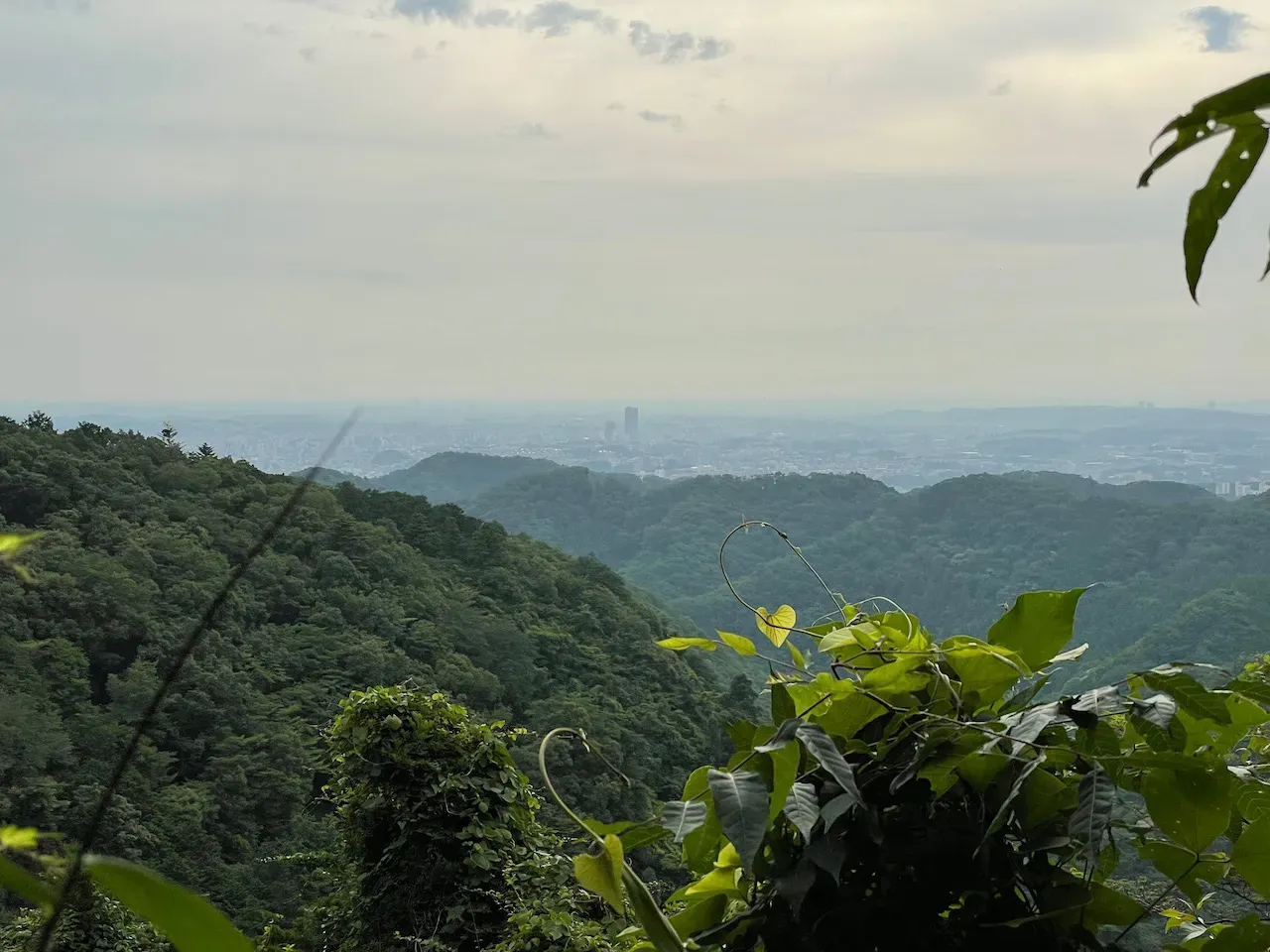 高尾山から陣馬山へトレランしたけど、笹？にかぶれて手足がかゆい！ - 画像2