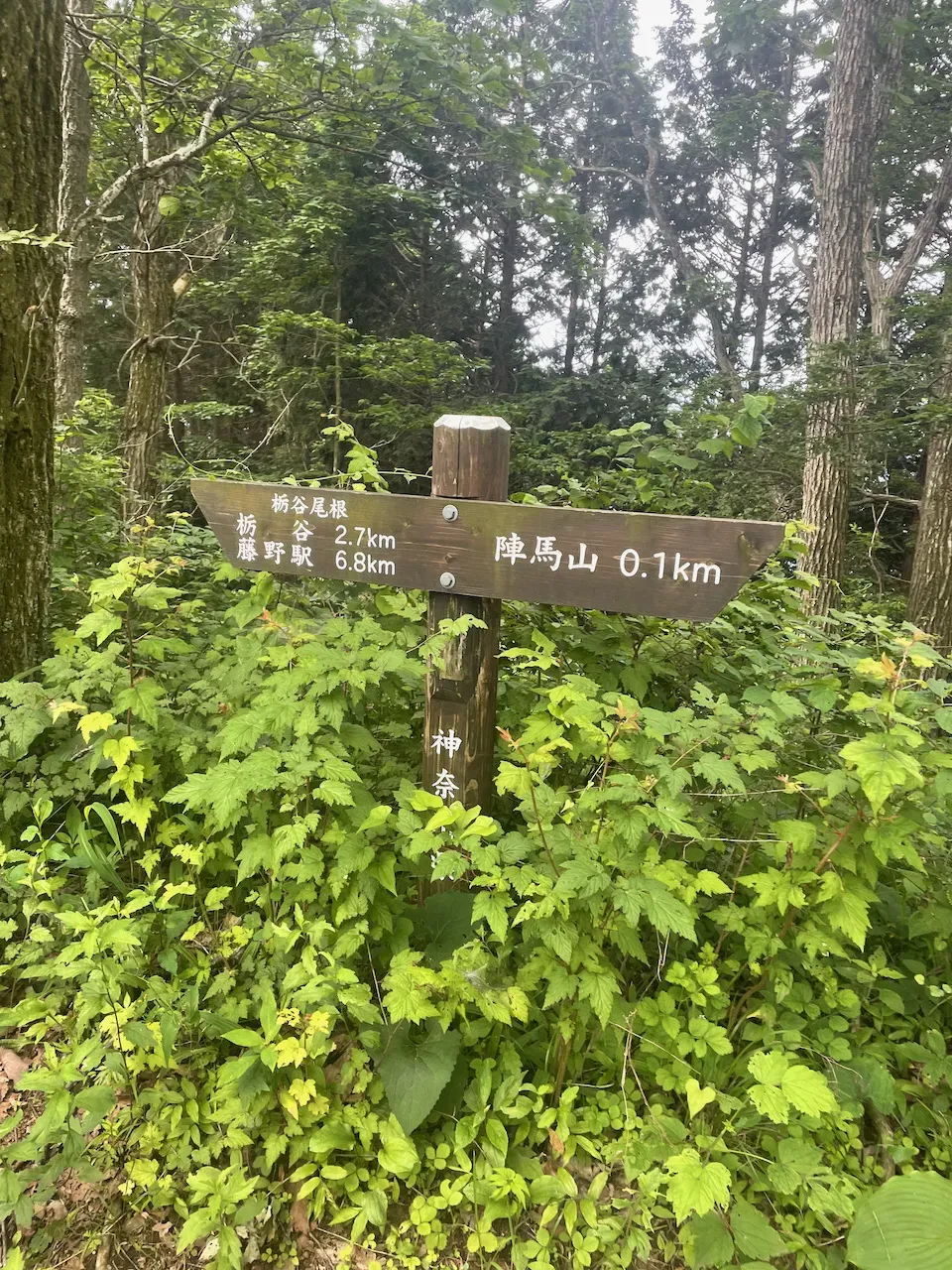 高尾山から陣馬山へトレランしたけど、笹？にかぶれて手足がかゆい！ - 画像8