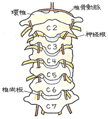 頚椎亜脱臼・・・？