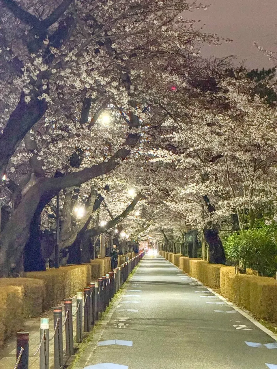 お花見ランコース　夜でも昼でもOK - 画像14