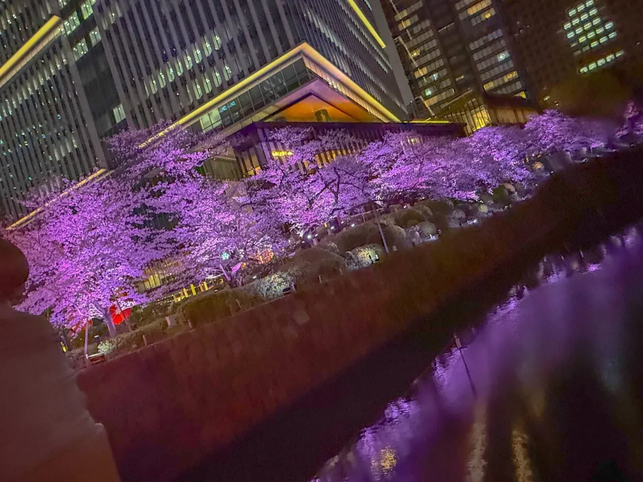 お花見ランコース　夜でも昼でもOK - 画像9