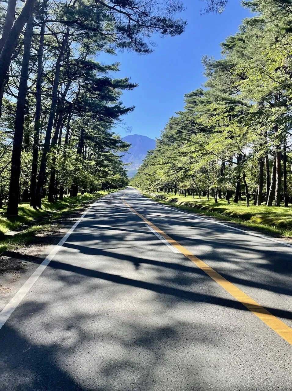 木漏れ日の並木道の先に見える富士山