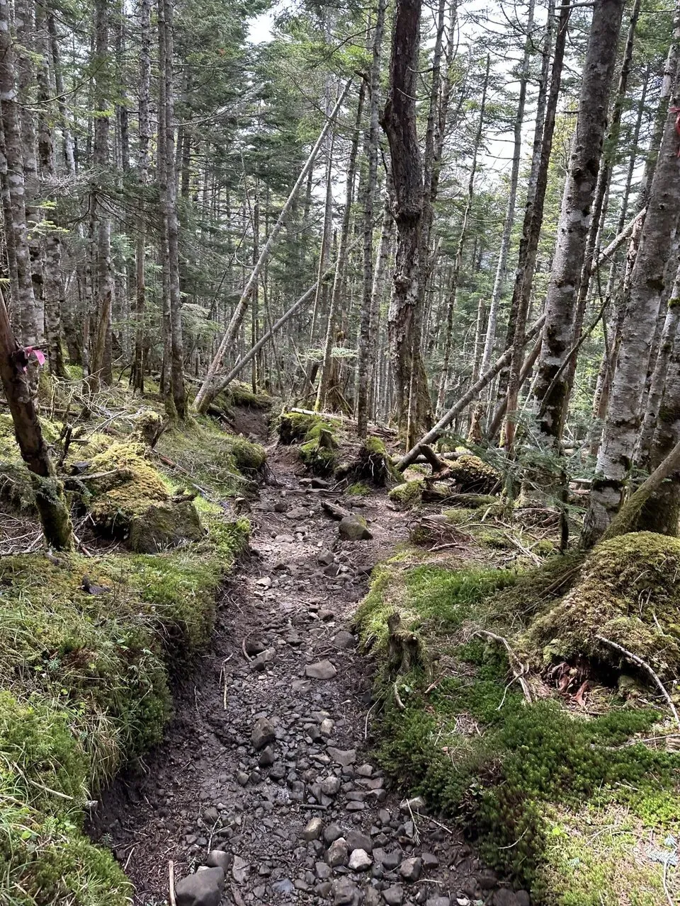 3度目の八ヶ岳。観音平〜麦草峠を縦走。景色が最高！ - 画像23
