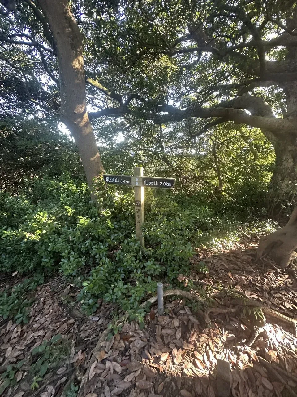 三浦アルプスでトレラン - 画像13