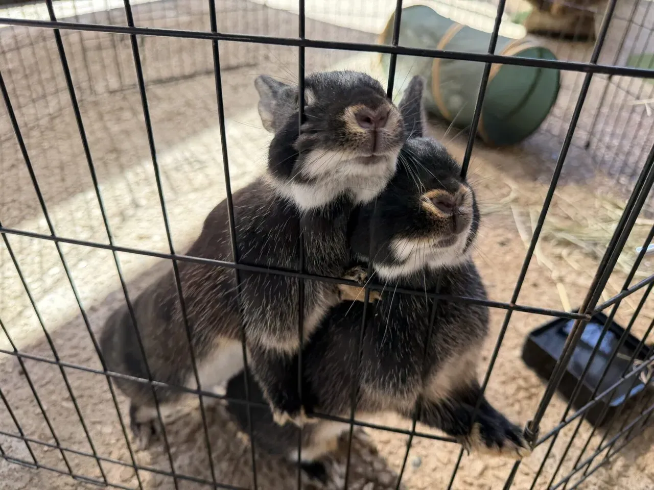 月うさぎの里のうさぎ1