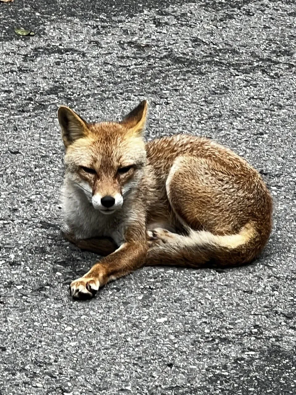 碓氷峠ヒルクライムトレーニング - 画像5