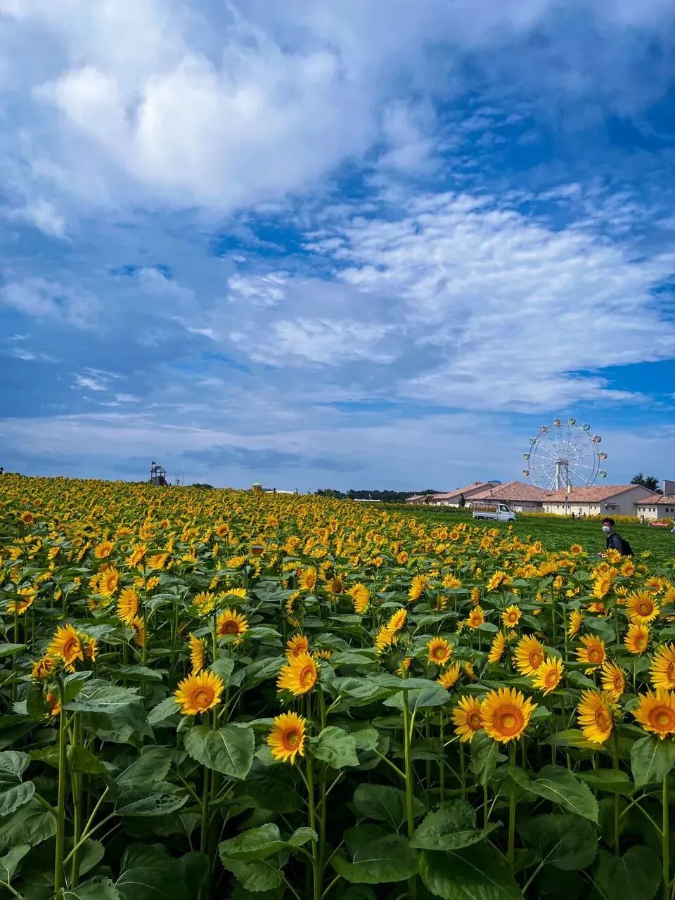 葉山<=>三崎港ライドでマグロ朝ごはんとスイーツ - 画像5